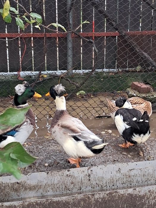 Rate si ratoi motati