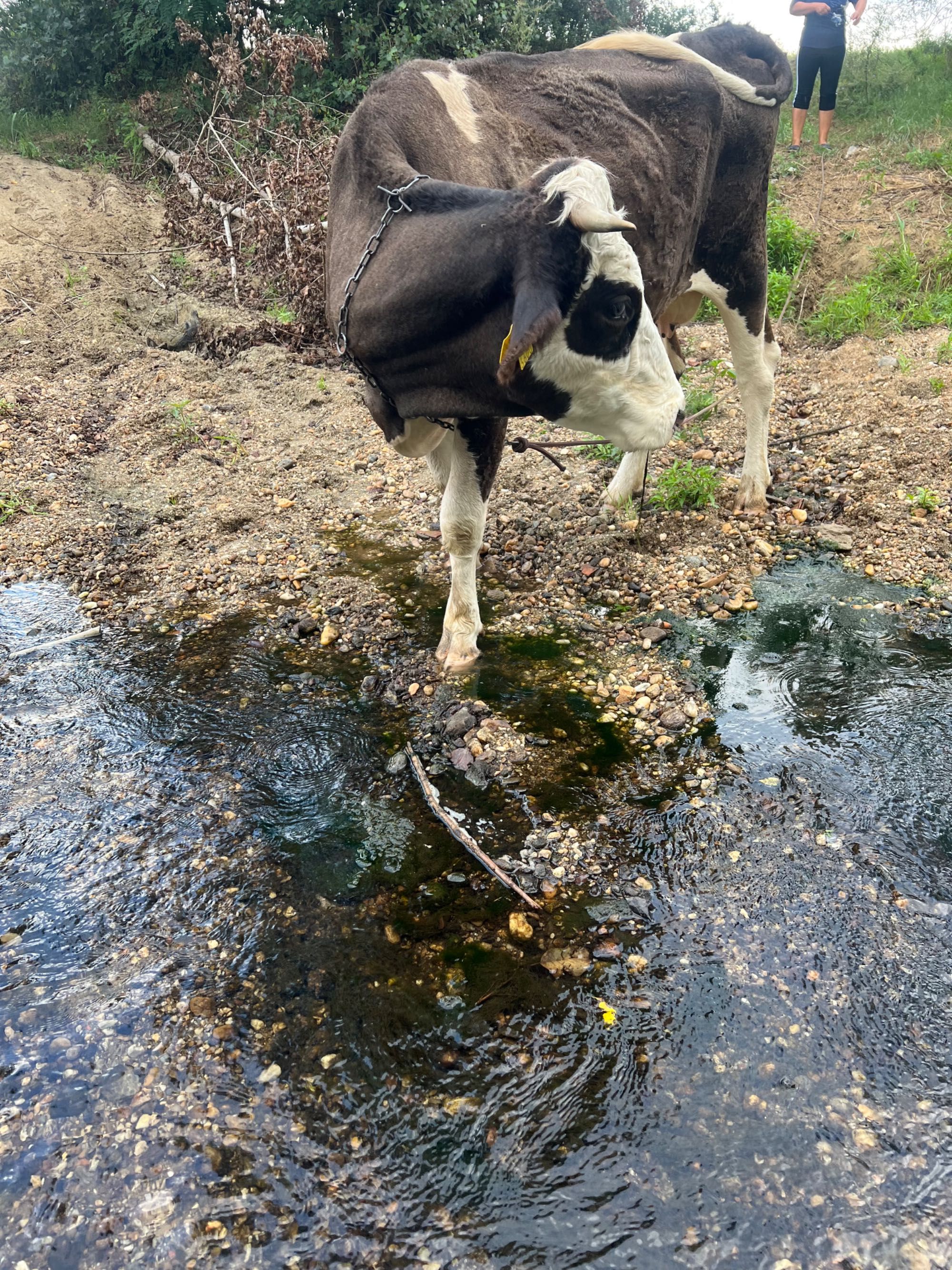 Vând vaca cu vițel !!!