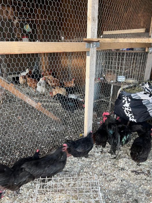 Vand gaini australorp si porumbei