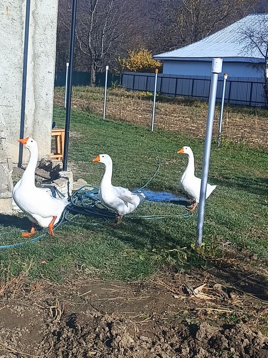 Vand două gâște și un gânsac