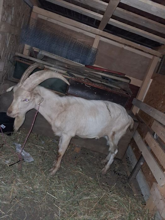 Capre si tapi de vanzare