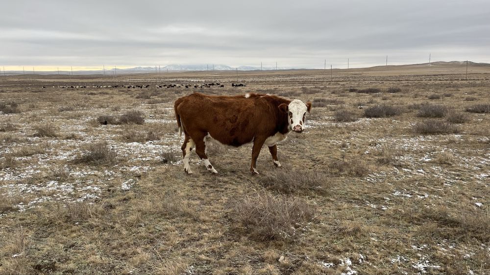 Продам молодых Коров на разведение