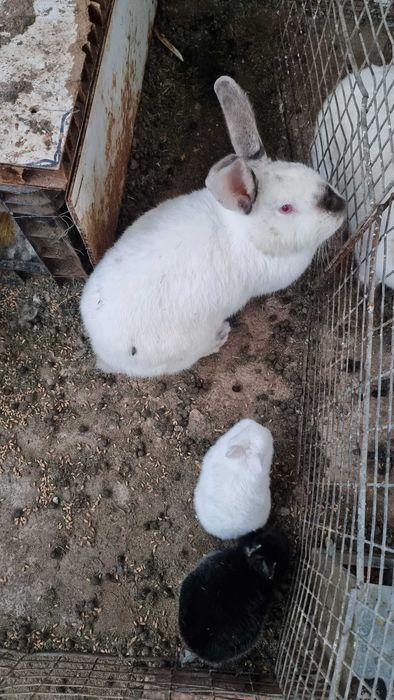 Iepuri de casă pui si maturi si porumbei