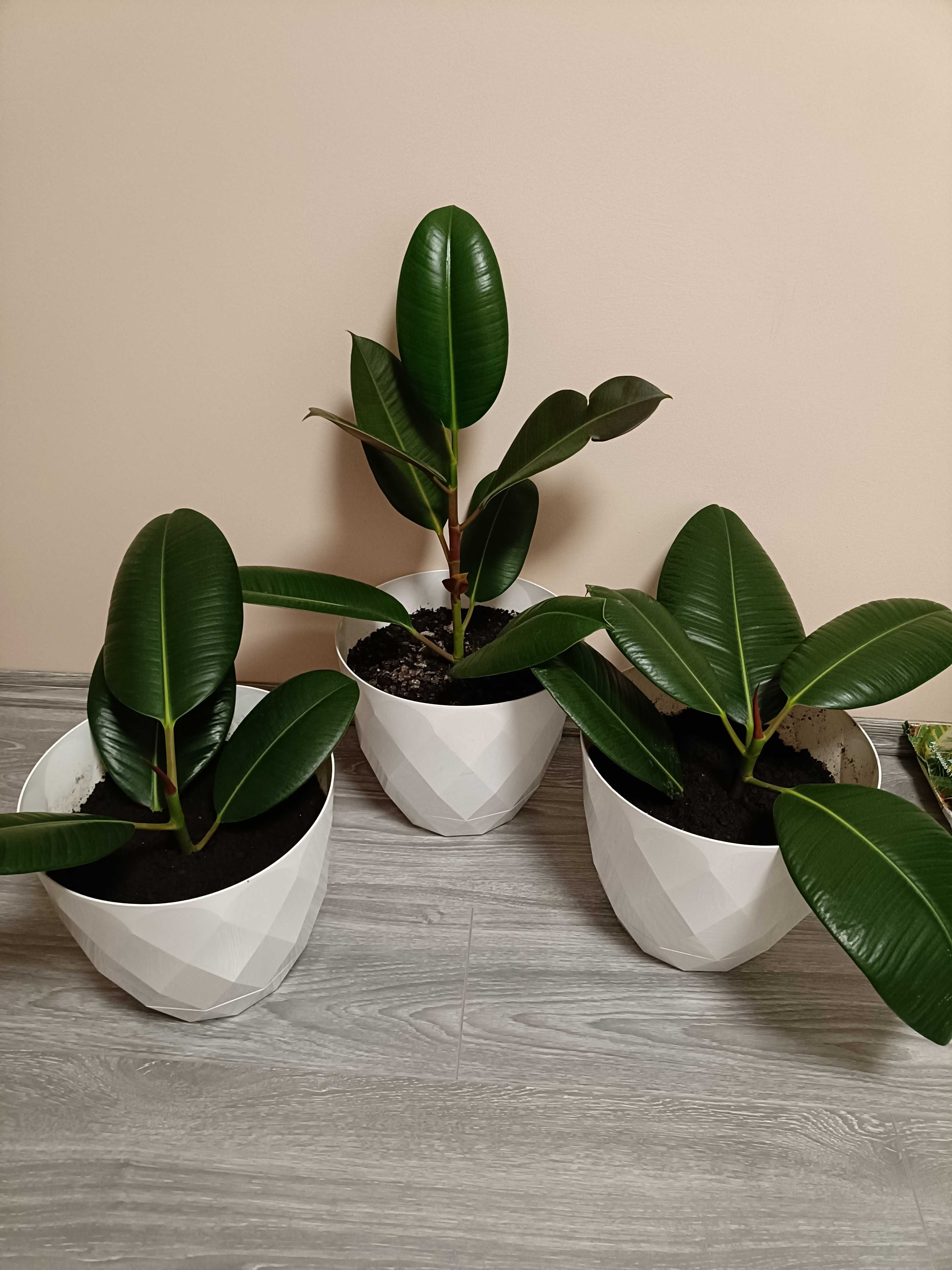 Puieți ficus clasic în pământ special de flori