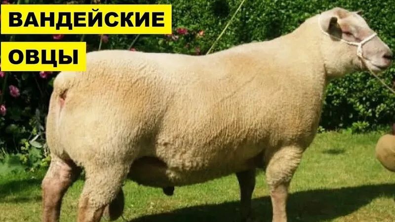 Қой асыл тұқымды