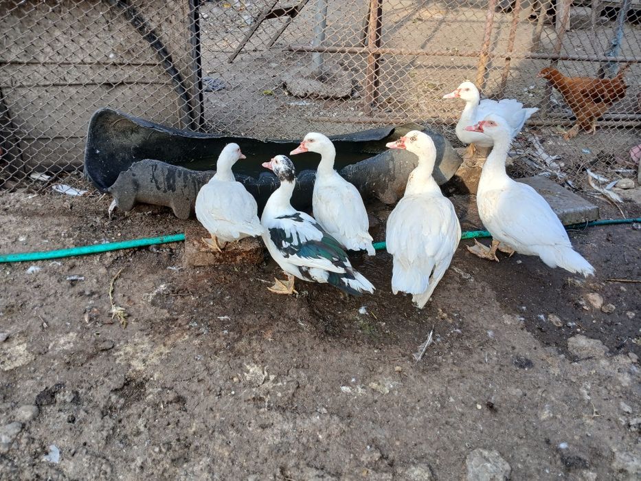 Rațe LEȘEȘTI, mute