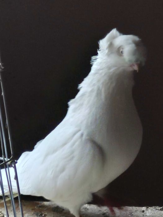 Jucatori albi bimotati