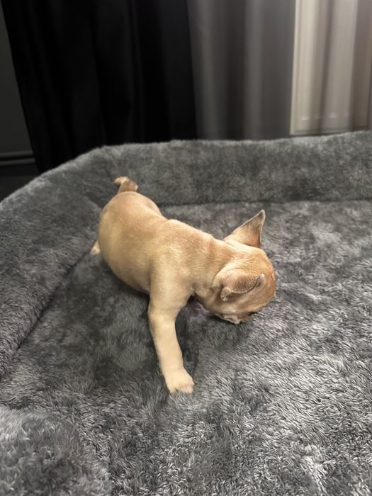 Pui Bulldog Francez Mascul Maro Deschis
