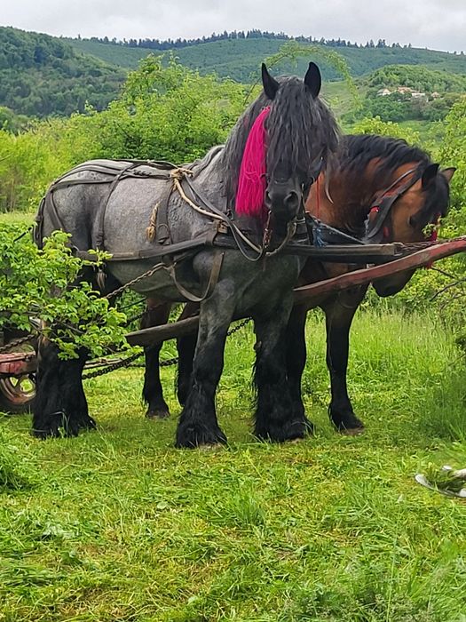 Vând cai,sau schimb cu vaci