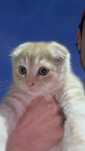 Scottish fold orginal