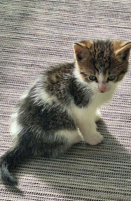 Donez trei pisicuțe