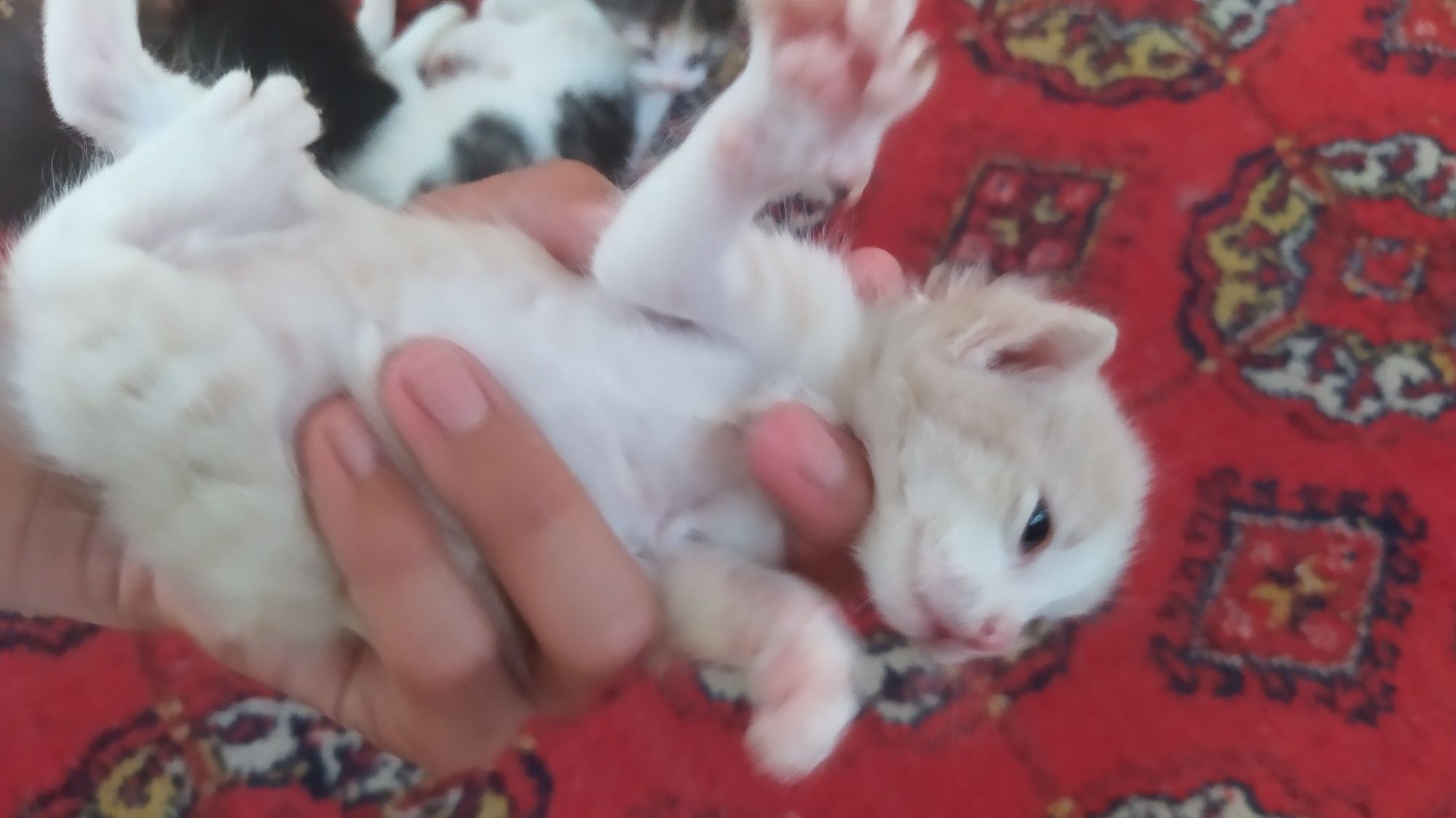 Котята 1 месяц,5 котят