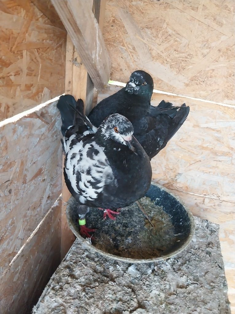 Schimb porumbei king