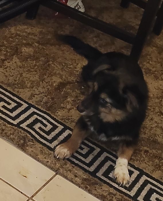 Donez caine talie mica