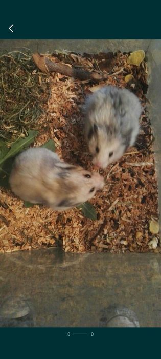 Hamster sirian siberian de Guineea porcușor .