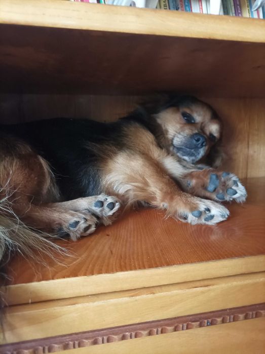 donez catelusi jucausi