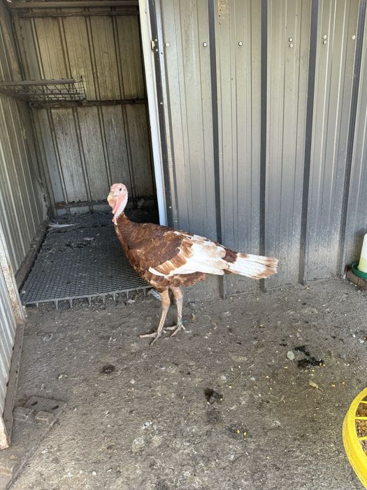 Curcan Red Bourbon 2025