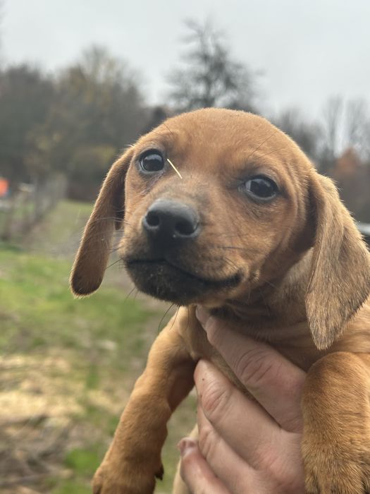 Подарявам кученца