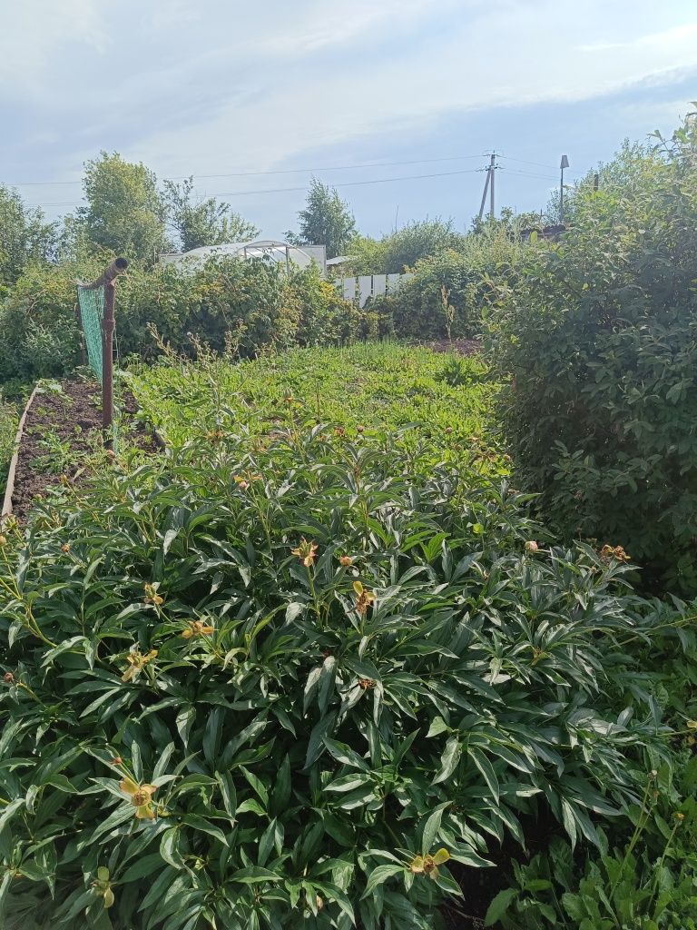 Продам дачу в обществе Ромашка