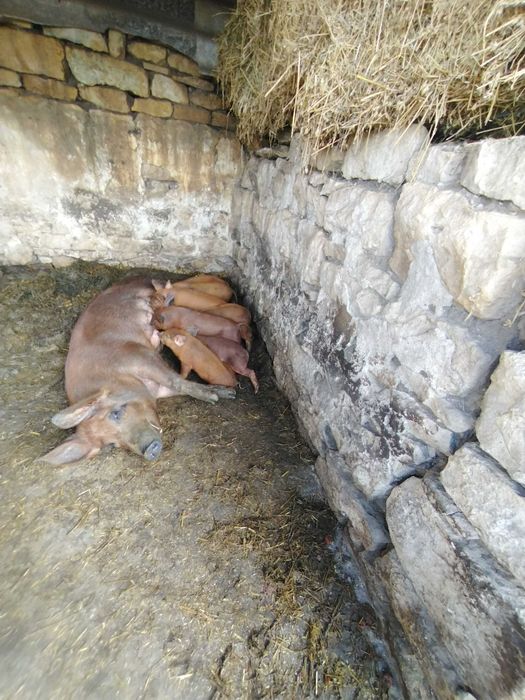 Прасенца а 60 дни