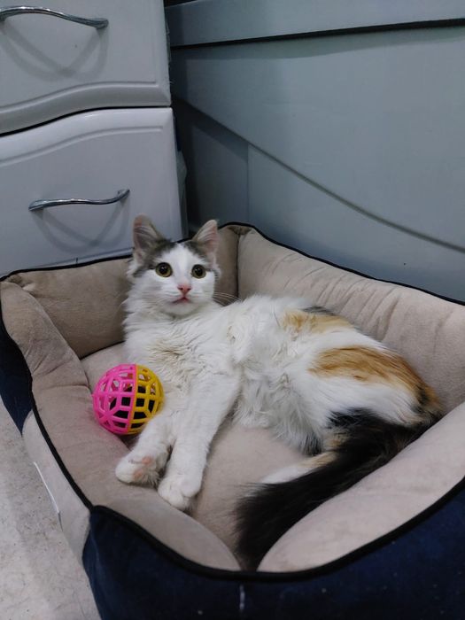 Лапочка девочка  ищет дом