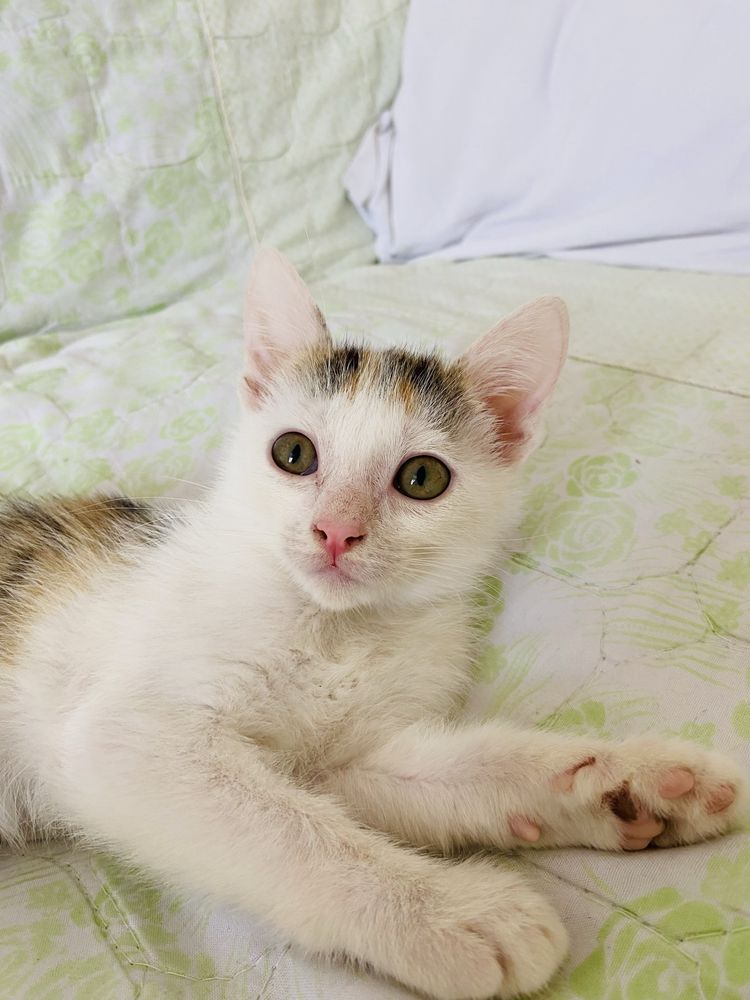 Котенок 2 мес, девочка
