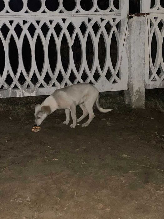 Подбросили щенка! Нужен дом!