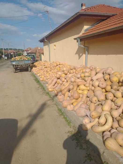 Продавам тикви цигула 450 лв. за тон. 200 лв.за животни. Белена 2лв.