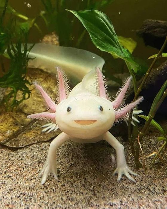 Аксолотль-лунтик в продаже