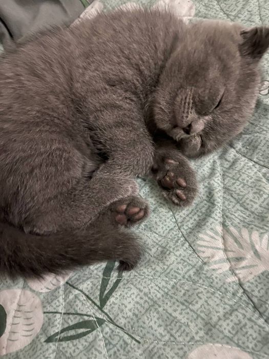 Skottich fold narxi keliwilad