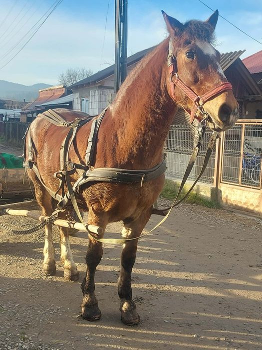 De vânzare cal castrat