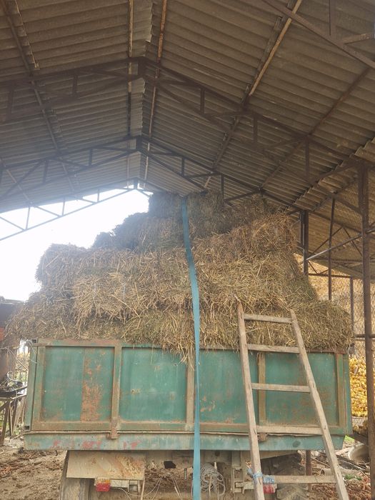 Vând baloti ultima coasa lucerna+fan