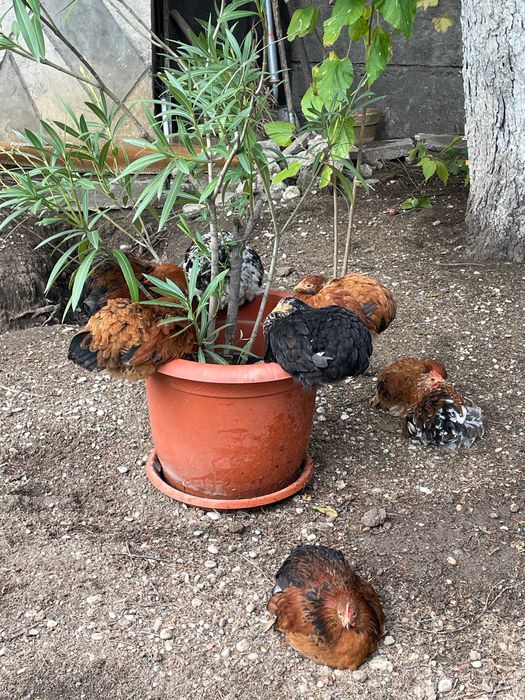 Vand Perechi 80 lei/ pereche Gaini-Cocosi