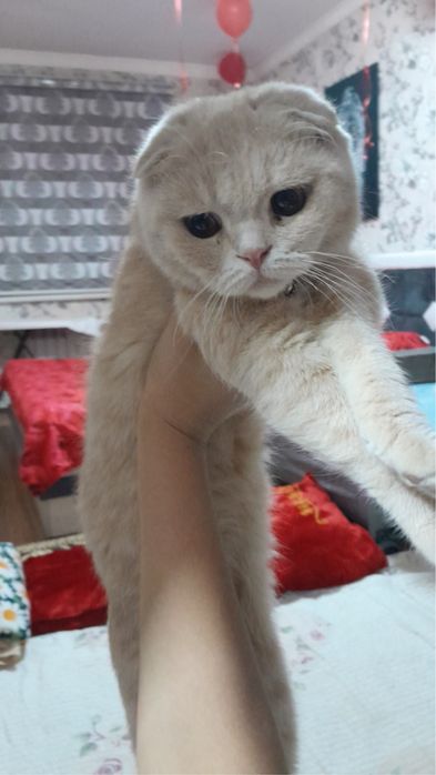 Fold va Strayt mushuk og'il qiz