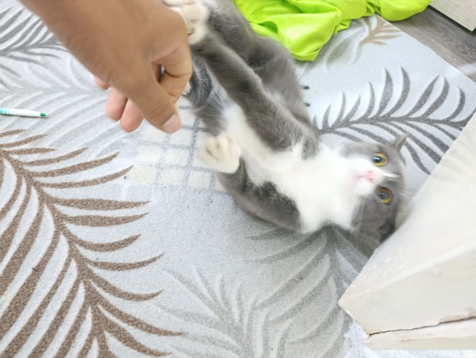 skotish stray mushuk