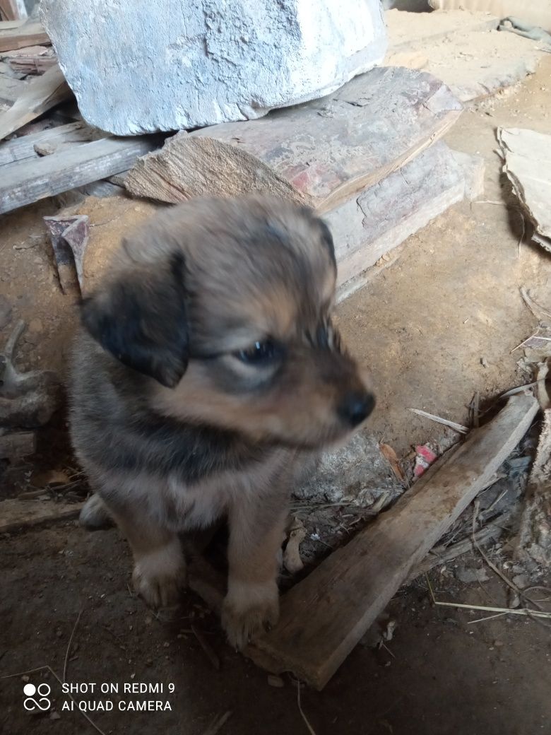 Щенки 1.5 месяца