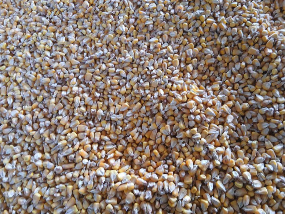 Porumb boabe recolta 2025