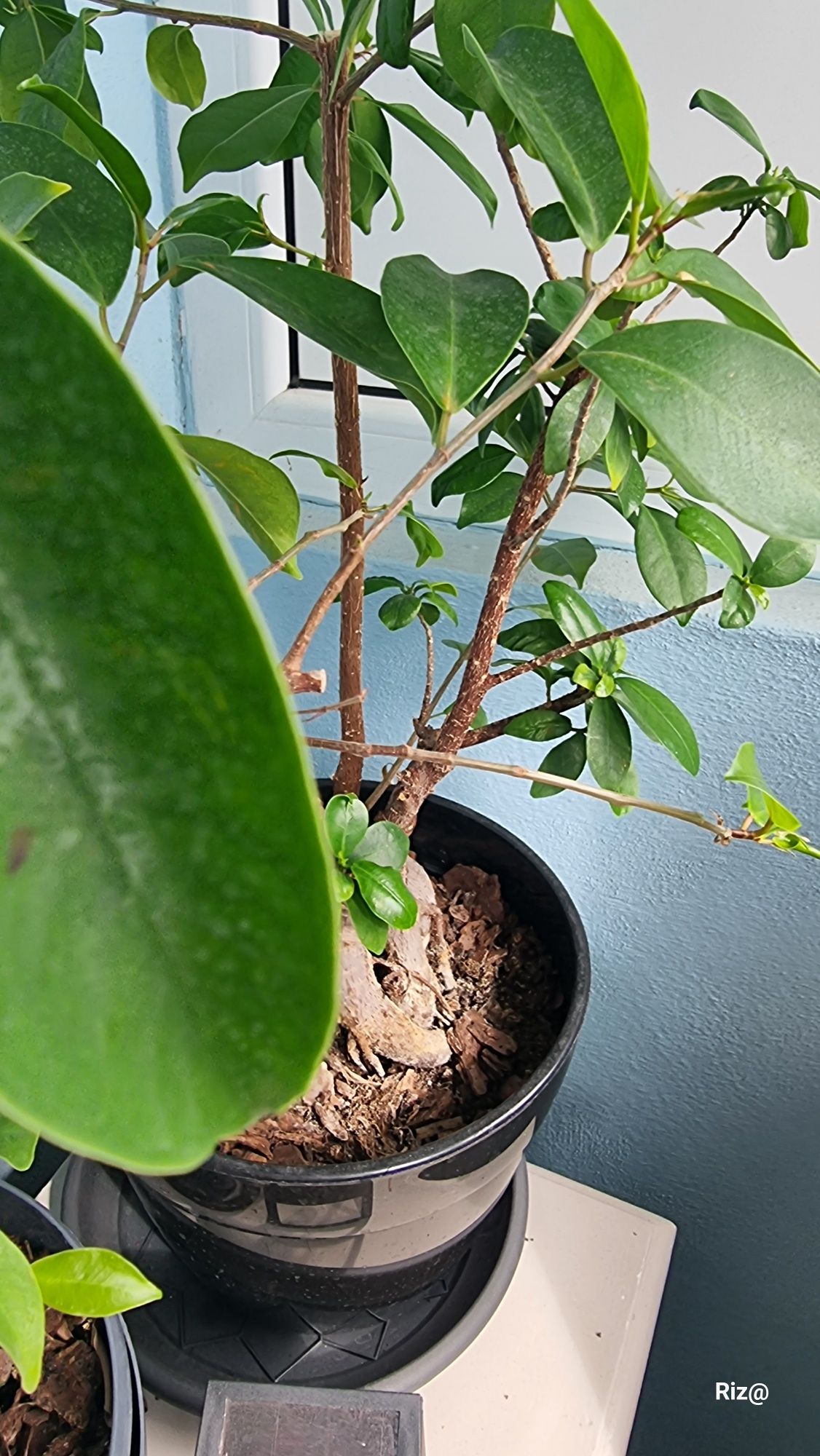 Ficus ginseng 30_40cm