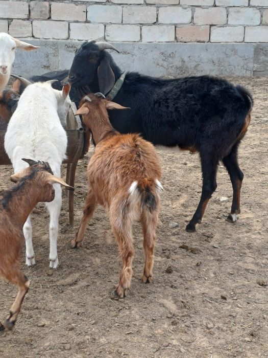 Англонуби парода теке сатылады