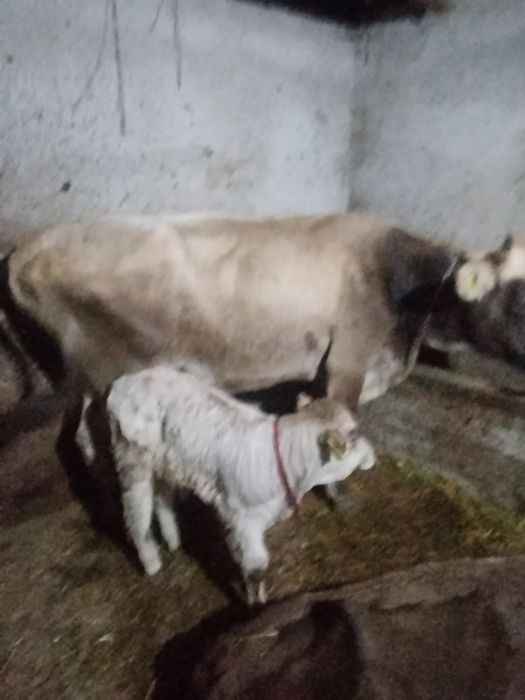 Vând 5 vaci cu viței