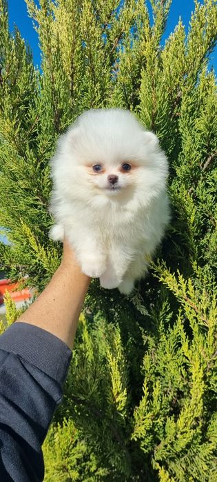 Померан мини померан