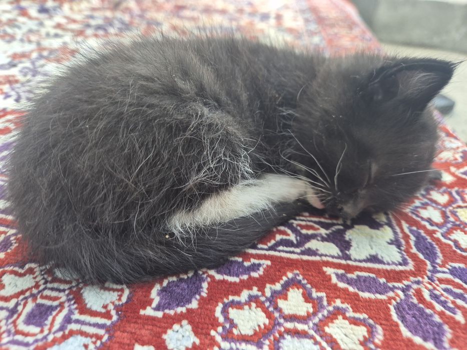 Котёнок маленький в добрые руки