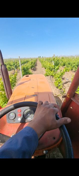 Vând struguri pentru vin - preț producător  100%
Puțini, dulci și buni