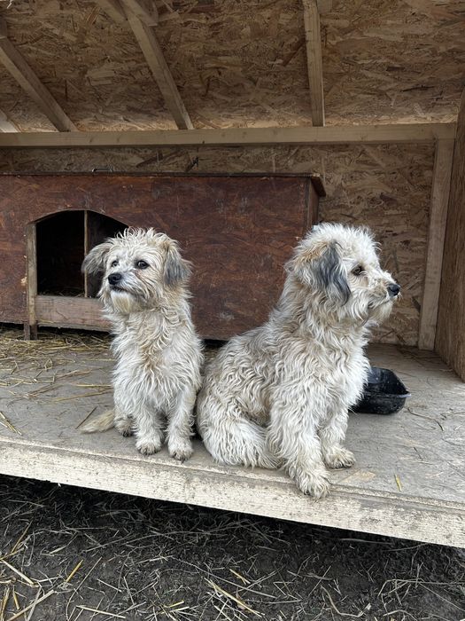 Donez cateluse bisoni