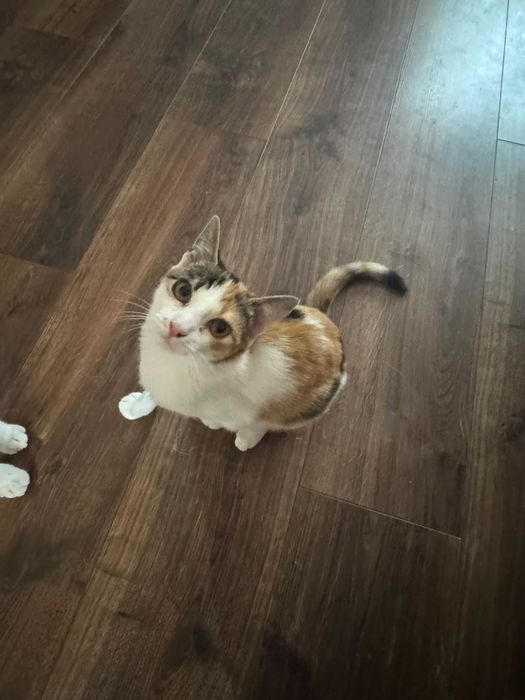 Pisicute adoptie