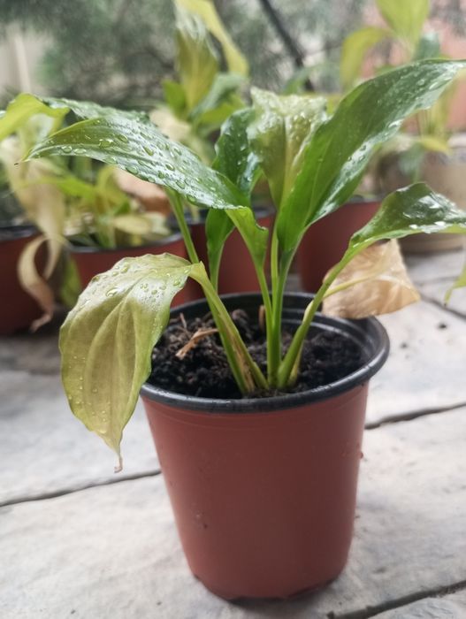 Женское счастье цветок