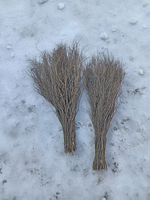 Продам Веники караганники