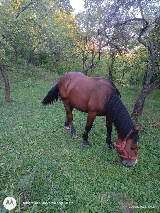 Vând iapă și armăsar