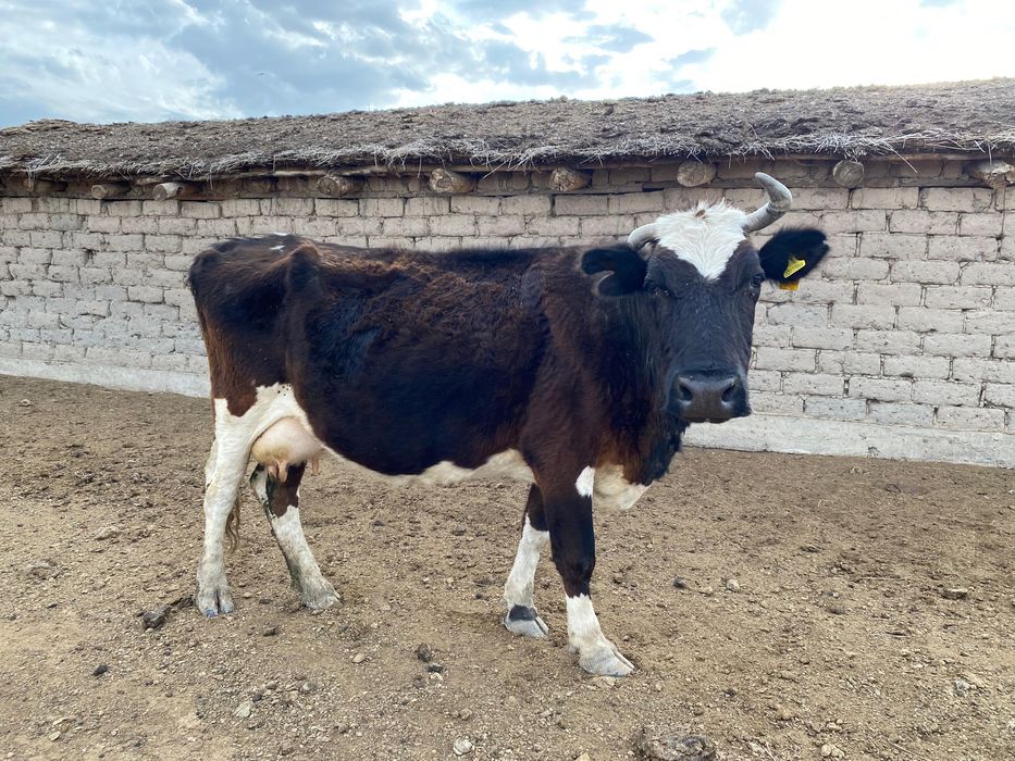 Продам корову с теленком