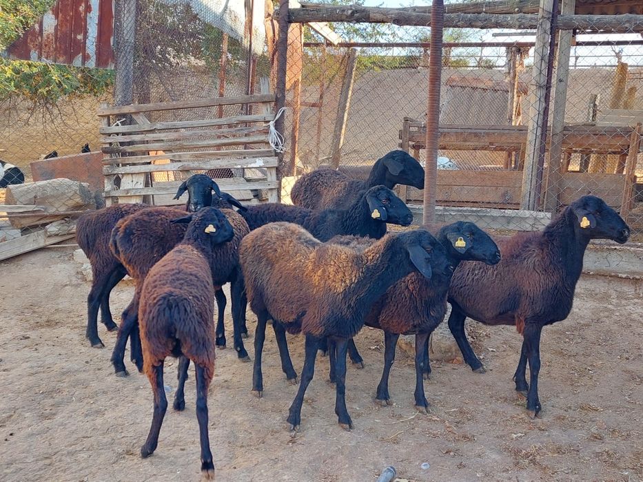 Семіз жем жеп тұрған бойдақ қойлар сатылады. Сойып береміз.